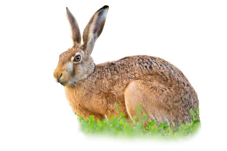 Brown hare, lepus europaeus, sitting in clover isolated on white background. Animal with long ears...