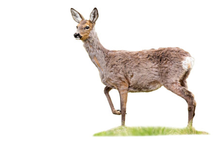 Gravid roe deer, capreolus capreolus, doe standing on grass cut out on blank. Pregnant brown mammal changing fur isolated on white background. Wild animal looking on green grassland with copy space.の写真素材