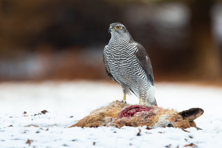 Northern goshawk, accipiter gentilis, standing next to dead fox on snow. Grey striped bird observing near to killed prey on white grassland. Animal wildlife with copy space.の写真素材
