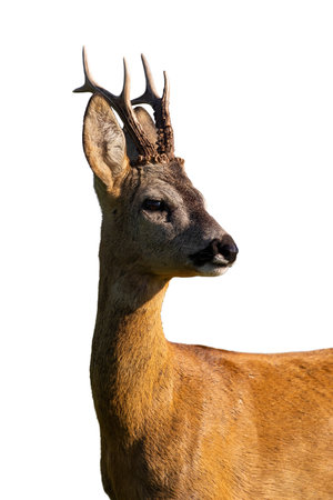 Roe deer, capreolus capreolus, looking in close up isolated on white background. Roebuck watching in detail illuminated by sun cut out on blank. Animal wildlife with copy space.の写真素材
