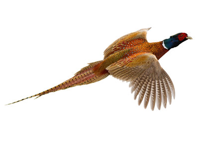 Common pheasant, phasianus colchicus, flying in the air isolated on white background. Ring- necked bird with spread wings hovering cut out on blank. Brown feathered animal in flight.の写真素材
