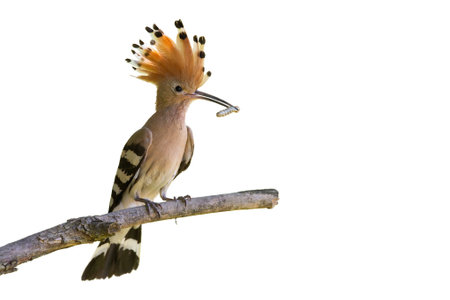 Eurasian hoopoe, upupa epops, sitting on branch cut out on blank. Bird with open crest from feathers holding worm in beak isolated on white background.の写真素材