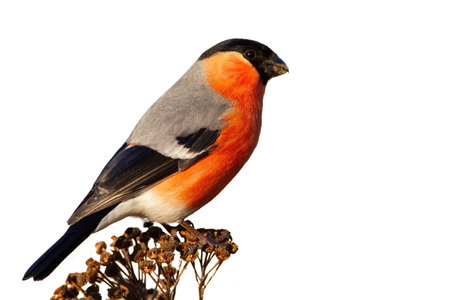 Eurasian bullfinch, pyrrhula pyrrhula, sitting on dry flower cut out on blank. Little male bird resting on plant isolated on white background. Colorful feathered animal with copy space.の写真素材