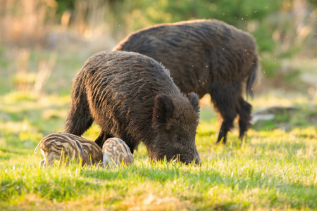 Tranquil herd of wild boar, sus scrofa, with piglets feeding on meadow in springtime. Peaceful group of wild animals grazing on fresh green grass illuminated by morning sun.の写真素材