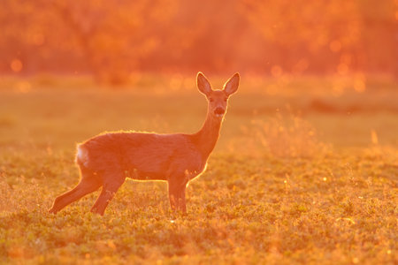 Female roe deer, capreolus capreolus, looking to the camera in orange sunlight. Silhouette of animal wildlife standing on green meadow backlit at sunset. Cute mammal in spring nature.の写真素材