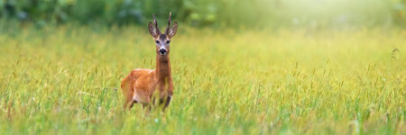 Roe deer, capreolus capreolus, staring on field in summer from wide angle. Wild buck standing on crop land with copy space. Antlered animal looking on farmland from front.の写真素材