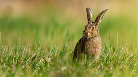 Little brown hare, lepus europaeus, sitting on grassland in spring nature. Immature rabbit resting on green grass from front. Long earned mammal observing on meadow.の写真素材
