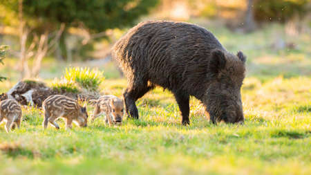 Adult wild boar, sus scrofa, with piglets grazing on grass in spring. Brown hog with youngs feeding on meadow in sunlight. Swine family walking on field.の写真素材