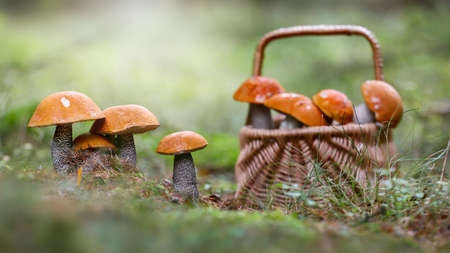 Basket full of mushrooms in summer nature. Plucking and collecting edible fungi in green forest from low angle with copy space. Brown wooden container with freshly picked food on the ground.の写真素材