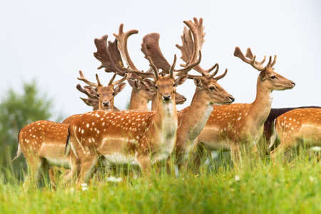 Group of male fallow deer, dama dama, standing on a horizon with sky in background. Animal wildlife with growing antlers covered with velvet looking on a green meadow from low angle view.の写真素材