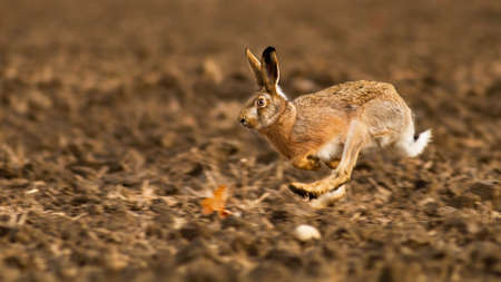 Brown hare, lepus europaeus, sprinting on field in autumn sunlight. Long eared mammal jumping on ground in fall. Wild rabbit in movement on farmland.の写真素材