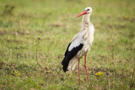 White stork, ciconia ciconia, standing on grassland in summer nature. Long legged bird with white and black feather observing on meadow. Wild winged animal looking on field.の写真素材
