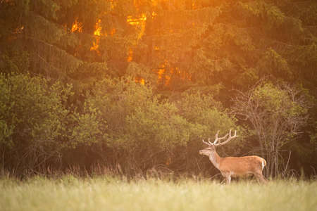 Red deer, cervus elaphus, stag standing on a meadow in front of forest in summer nature at sunset with copy space. Animal wildlife illuminated by orange light in wilderness.の写真素材