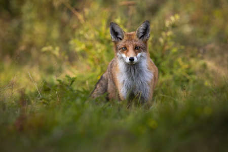 Tense red fox, vulpes vulpes, staring into camera on green glade with copy space. Shy mammal looking from front view in green grass in summer nature. Animal wildlife in wilderness.の写真素材