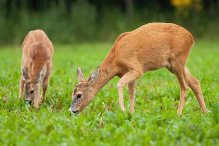 Two roe deer, capreolus capreolus, grazing on meadow in summertime nature. Pair of female mammals...