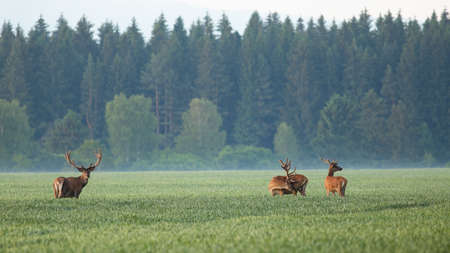 Group of red deers, cervus elaphus, standing on field in morning mist. Herd of wild stags looking in...