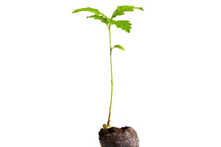 Small oak tree growing from a seed in the ground isolated on white background. Little seedling rising from the dirt with green leaves cut out on blank.の写真素材
