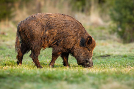 Calm wild boar, sus scrofa, male with long teeth feeding with grass on meadow in spring nature. Animal wildlife in natural environment eating at sunset.の写真素材