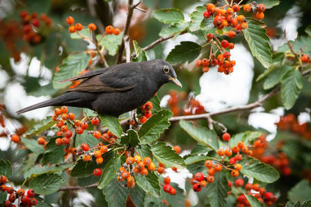 Common blackbird sitting on rowan in autumn natureの写真素材