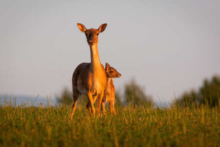 Two fallow deer standing on grassland in summer sunsetの写真素材