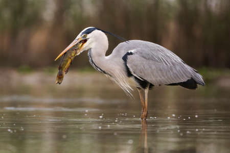Grey heron hunting for a fish in river in springtime natureの写真素材