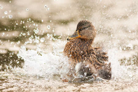 Female mallard splashing water with wings in springtime natureの写真素材