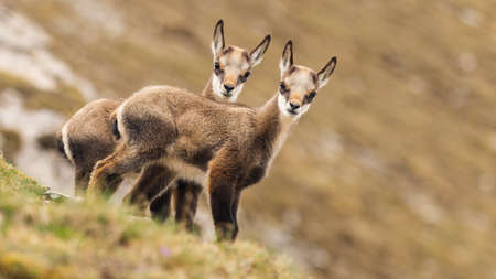 Two young tatra chamois kids looking to the camera on a meadow in springの写真素材