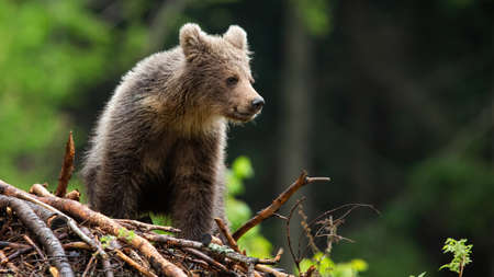 Little brown bear cub standing on sticks in summer forest