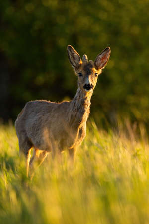 Young roe deer with growing antlers standing on field in sunlight.の写真素材
