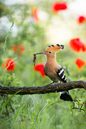 Beautiful eurasian hoopoe, upupa epops, on the meadow with earthworm in its beakの写真素材