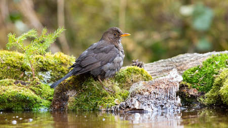 Common blackbird sitting on mossed rock in aquatic nature