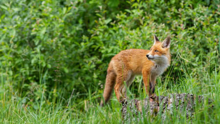 Attentive red fox cub walking on the tree stump in the green forestの写真素材