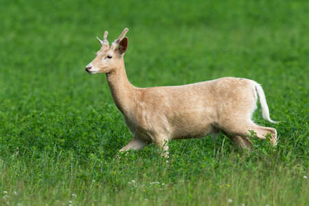 White fallow deer, dama dama, being in hurry during the pasture on clover fieldの写真素材