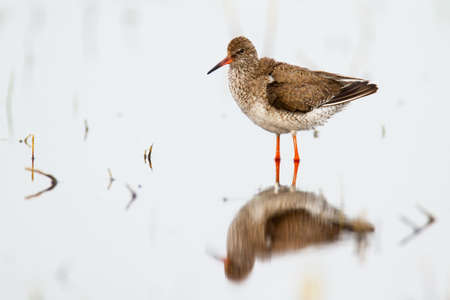 Common redshank with reflection on surface of water
