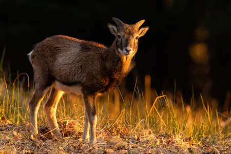 Juvenile mouflon standing on field in autumn golden hourの写真素材