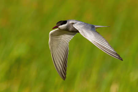 Common tern flying fast in green nature in summer