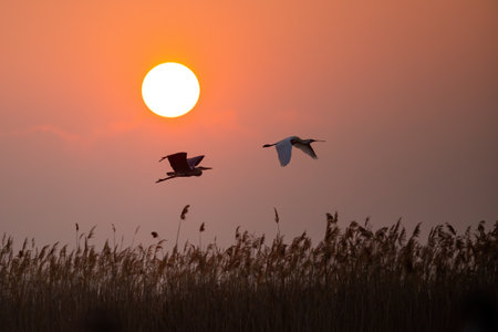 Grey heron and eurasian spoonbill flying against the sunの写真素材