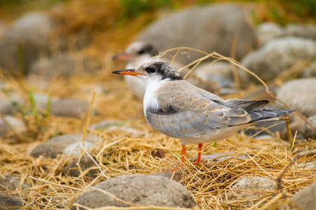 Juvenile common tern sitting on ground in summer natureの写真素材