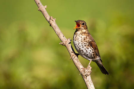 Song thrush singing on branch in sunlight with copy spaceの写真素材