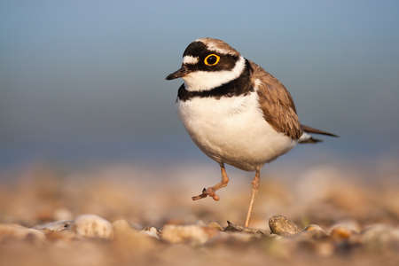 Little ringed plover walking on riverbank in springの写真素材