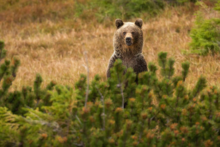 Brown bear standing behind the conifer in autumn natureの写真素材