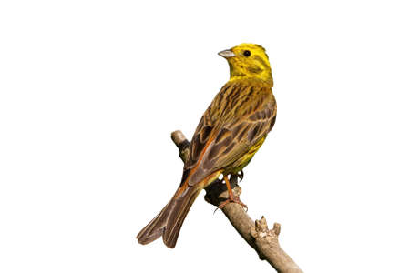 Yellowhammer sitting on branch in summer isolated on whiteの写真素材