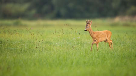 Roe deer buck walking on the green meadow in summer with copy spaceの写真素材