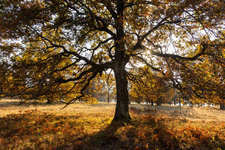 Majestic oak tree with large branches growing on a meadow in autumn.の写真素材