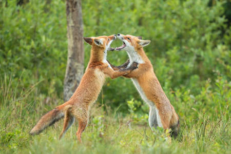 Two red fox puppies fighting each other in summer forest