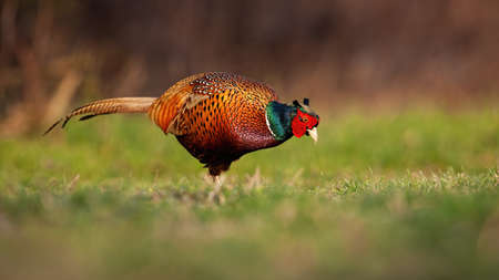 Common pheasant male feeding on pasture in spring nature