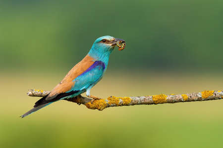 European roller holding caterpillar on tree with copy spaceの写真素材