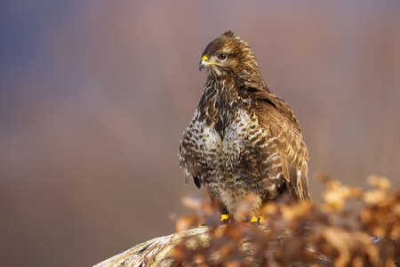 Majestic common buzzard sitting on the branch in autumn with leaves in foregroundの写真素材