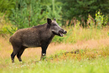 Smiling female of wild boar standing in the forest with mouth openの写真素材