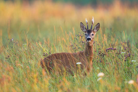 Alert roe deer buck standing in tall grass on a meadow in summer natureの写真素材